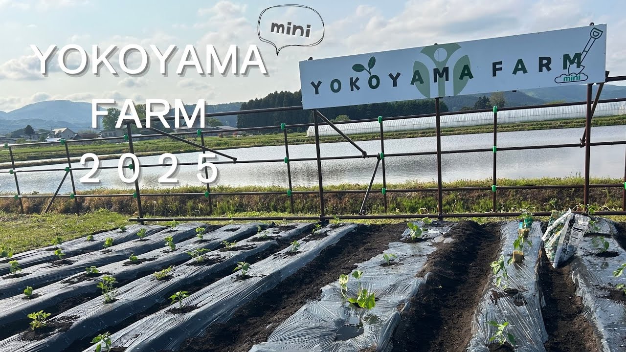 【YOKOYAMA FARM mini】２０２５