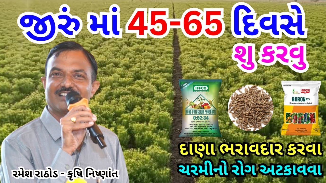જીરું ના પાક માં 45 થી 65 દિવસે કેવી માવજત કરવી | લીલા સુકારાની દવા | ખાતર પિયતનુ પાકુ આયોજન | Cumin
