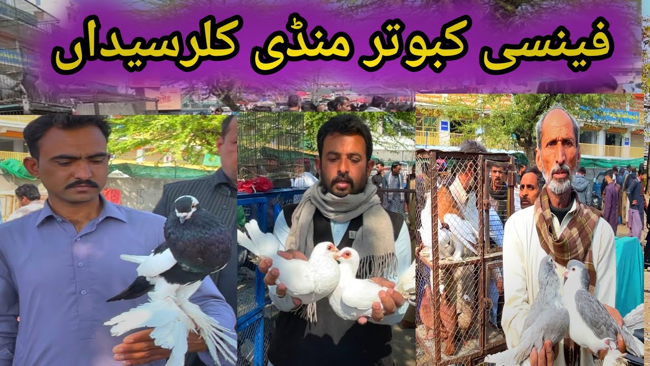 Fancy Pigeon Market Kallar Syedan | Today 3/2/2026 | Latest Update Fancy Kabootar Market Price 