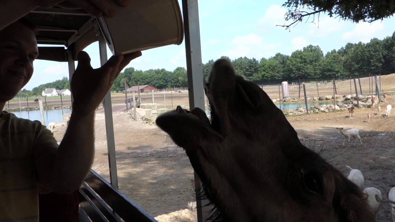 Wagon Trails Animal Park