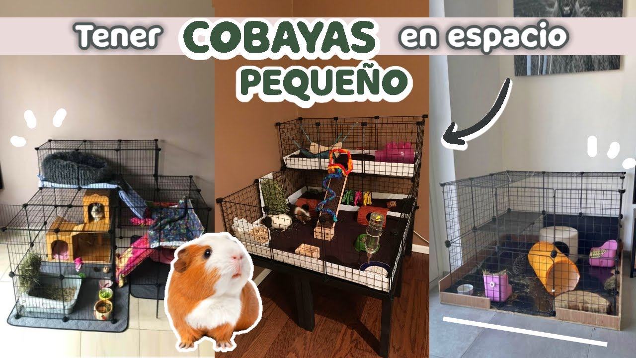 Cómo tener cuyos en una casa pequeña o departamento pequeño?