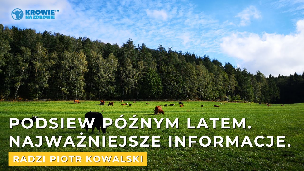 Podsiew późnym latem - najważniejsze informacje 🌱  | |  #KrowieNaZdrowie radzi.