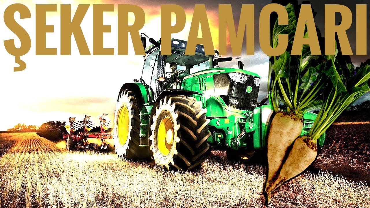 ŞEKER PANCARI EKİM, HASAT VE SATIŞ / Farming Simulator 19