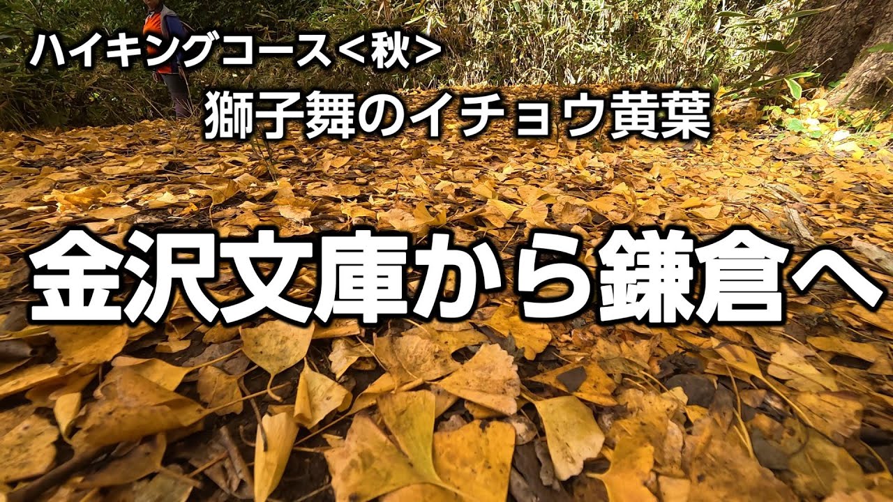 金沢文庫から鎌倉へ！六国峠→天園→獅子舞イチョウ黄葉のハイキング【三浦半島VLOG】