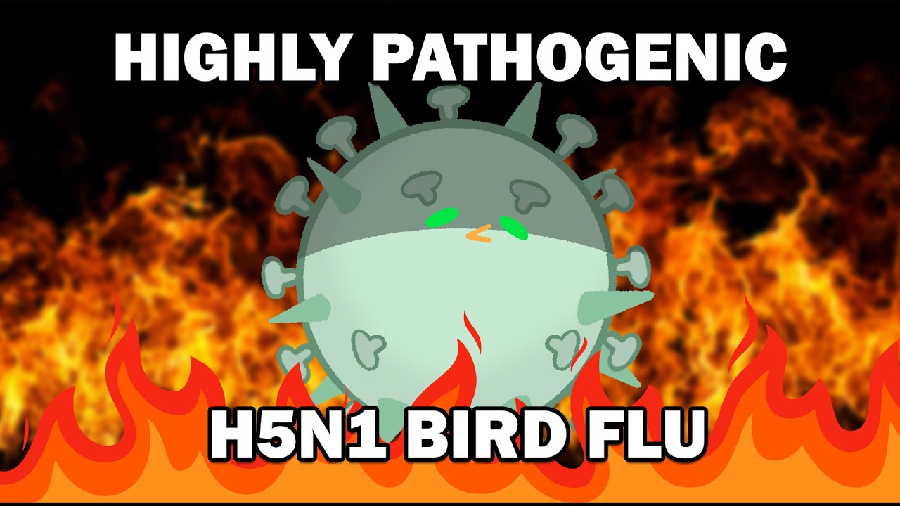 How does the bird flu work anyway? (ft. @Clockworkbio )