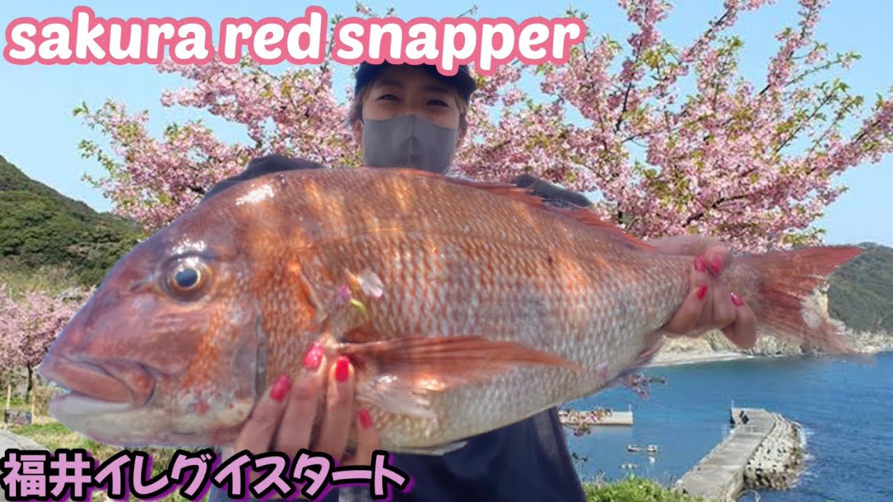 春桜はやっぱ真鯛爆釣です♪、福井県釣り皆んなクーラーパンパン、シーバスも入れ食い！