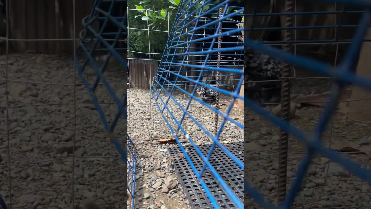 Run! #chicken #fancychickenfarm #animals #fancychicken #rarebreedent #rare #manok