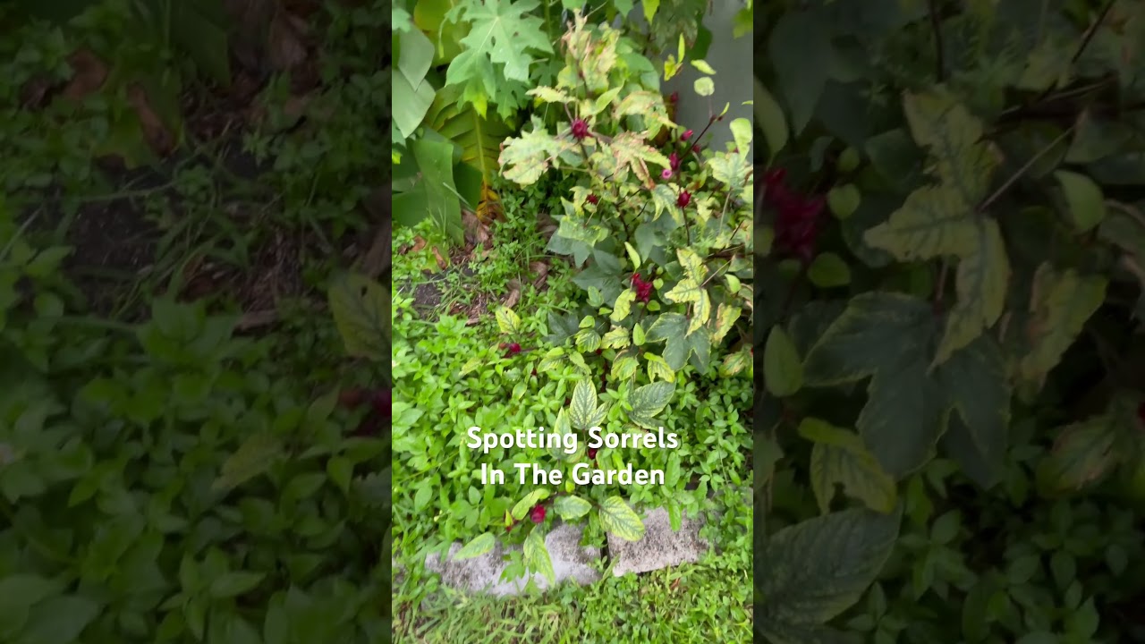 Spotting Sorrels In The Garden #garden #sorrel