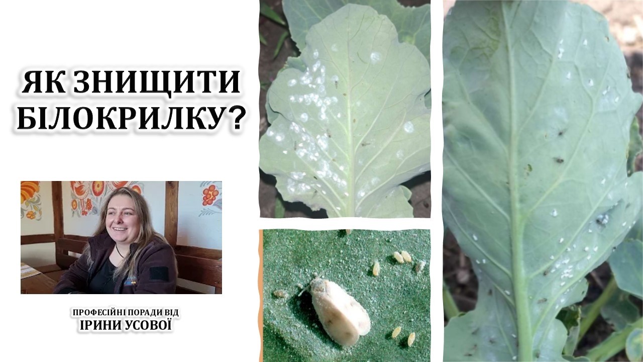 Як знищити білокрилку?