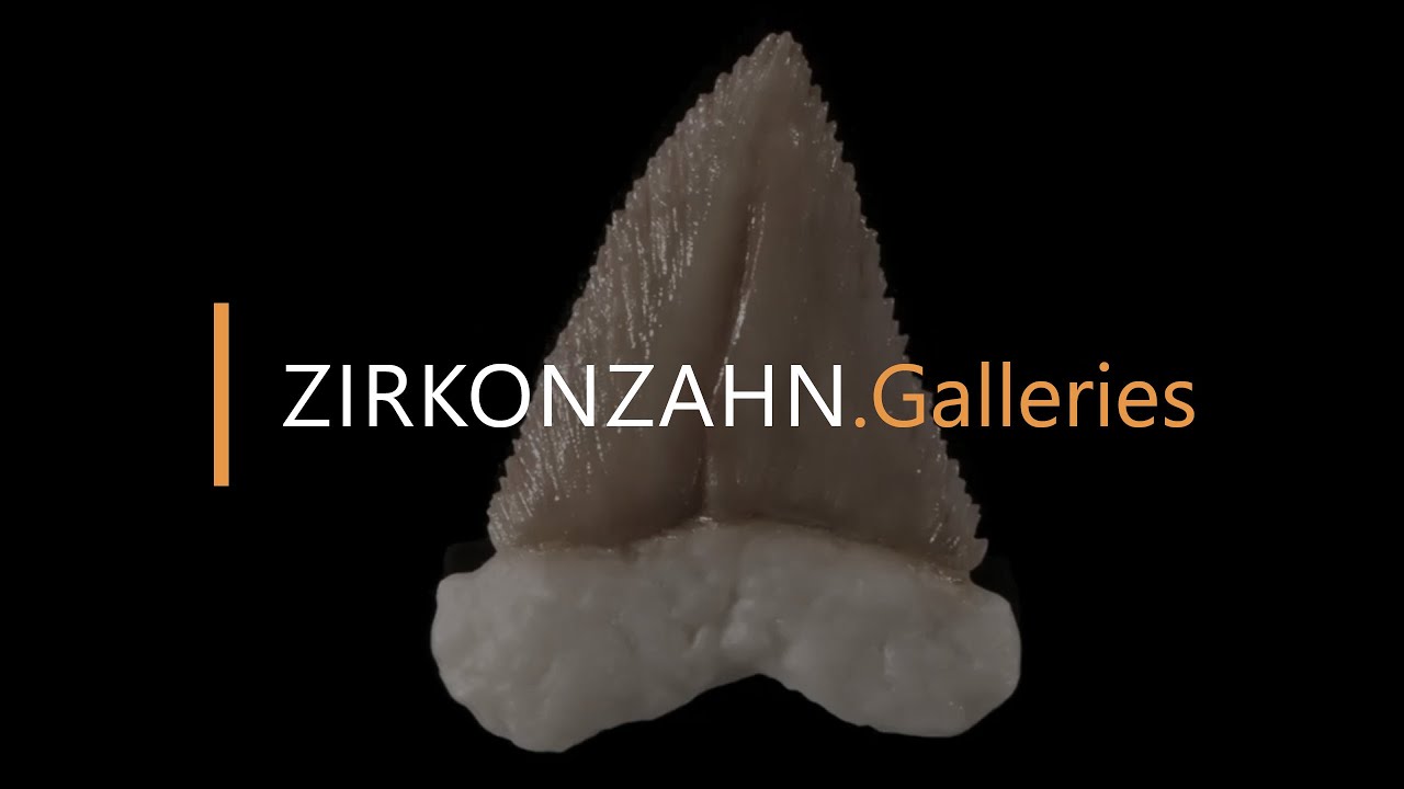 Monolithic shark tooth made of Prettau® zirconia | Zirkonzahn.Galleries