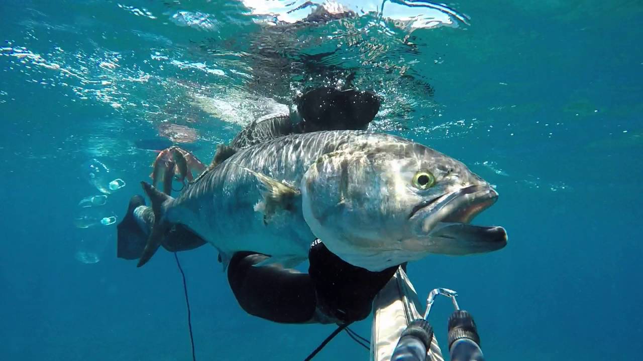 PESCA A LA ESPERA, PEJERREY, ANJOVA, LIRIO, BLUE FISH 7KG