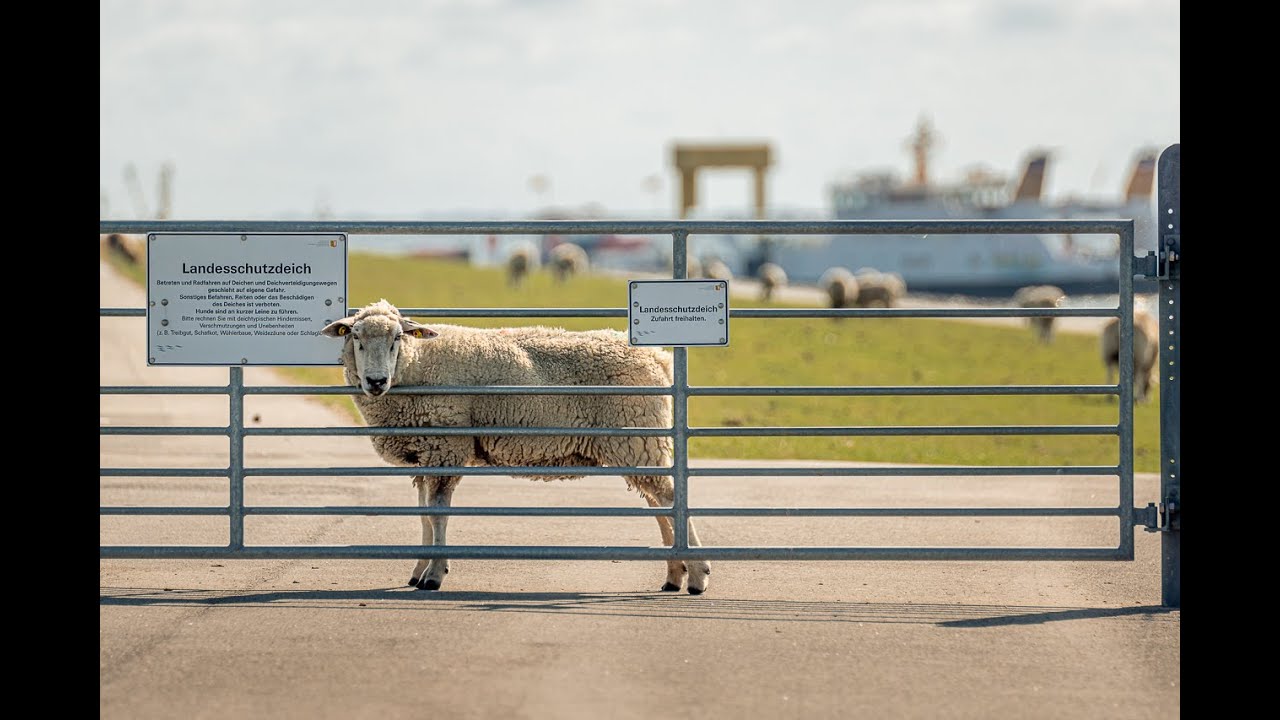 Nordstrand 2019 - Achtung! Schafalarm!