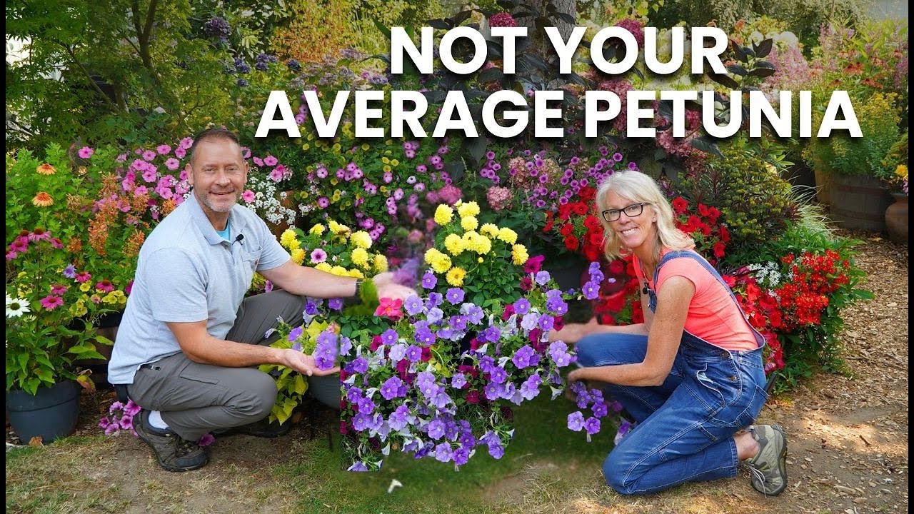 Why These Petunias Are Now Our Favorites!