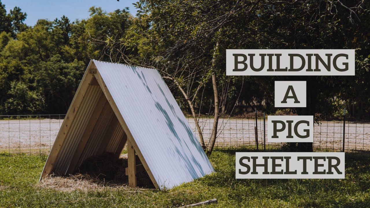 KUNEKUNE PIG SHELTER // With Possible Piglets On Board Its Time To Build An A Frame Farrowing Hut!