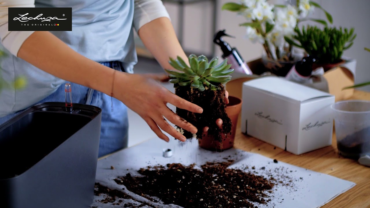 Orchideen pflanzen und pflegen mit LECHUZA