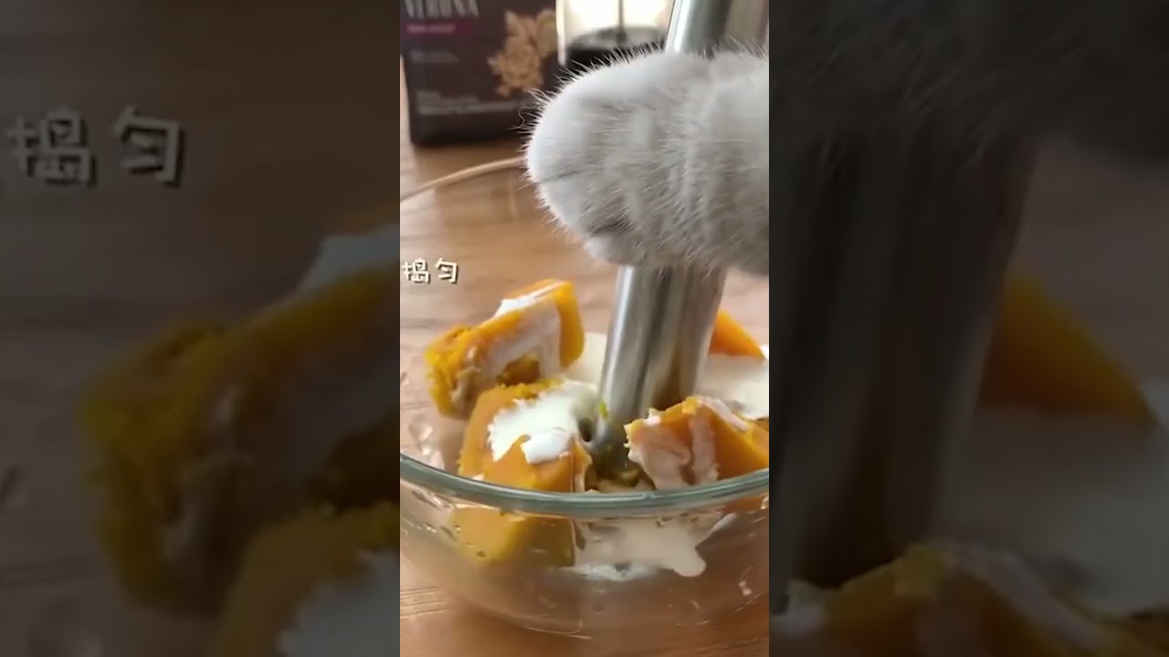 Super Cat Chef   Cute and Funny Cat Videos 