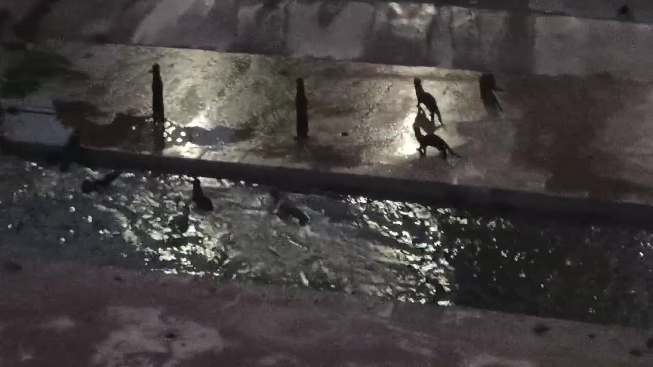 狗与水獭 _ Leashed Dogs' Barking And Wild Smooth-coated Otters _  29 August 2025 _ Singapore _ 6.45am
