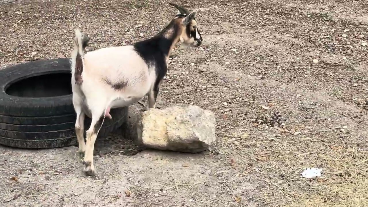 babies on the way ❤️🐐❤️❤️🐐
