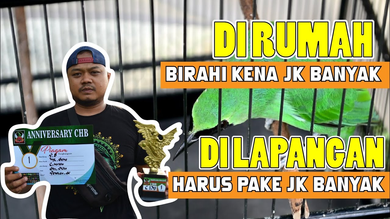 rawatan Cucak Ijo Birahi Gembung Melet Cucak Ijo Settingan kenyang IJO KASIH banyak Jangkrik HoBi ID
