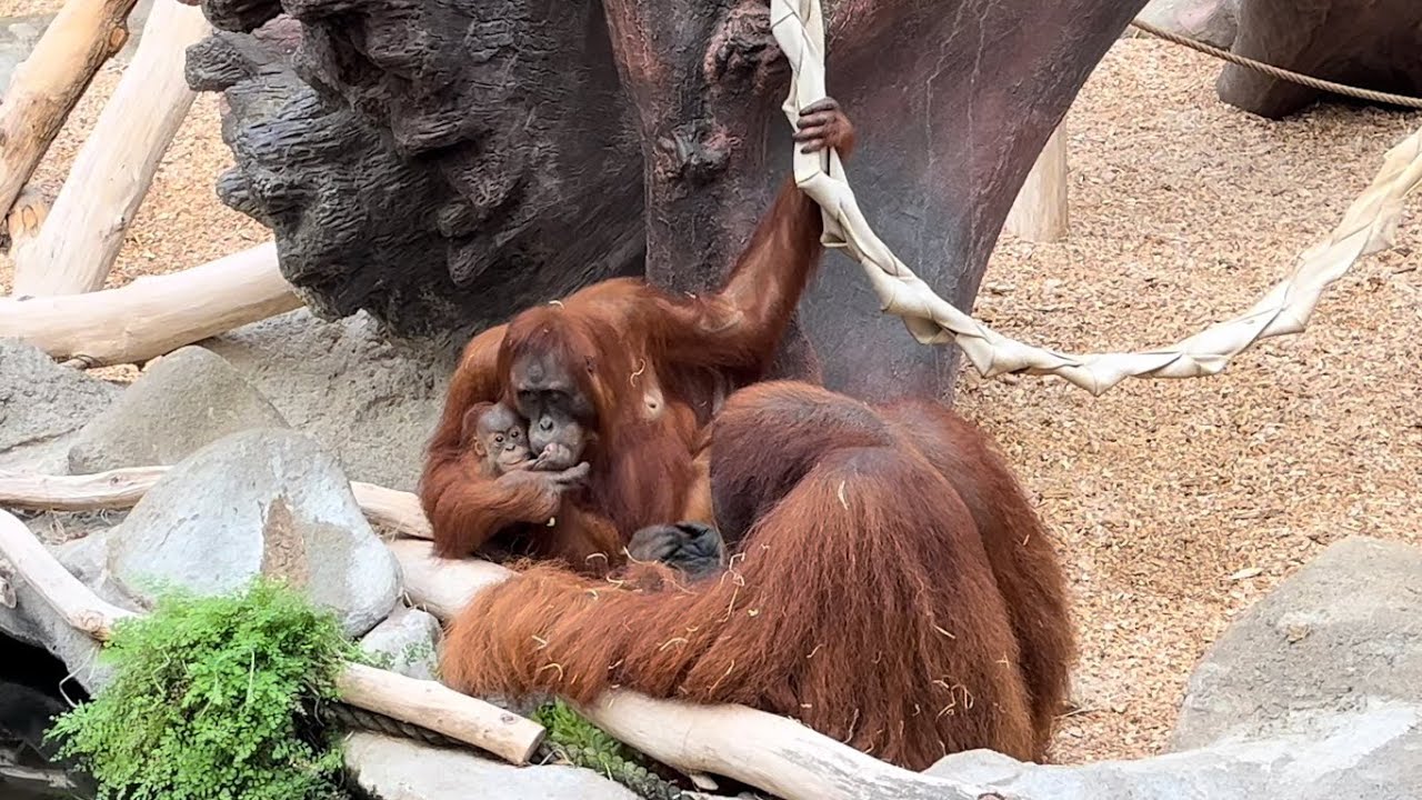 Ráno u orangutanů 🦧. Rodinná chvíle Pagyho, Diri a malého Harapana (Filip Mašek)