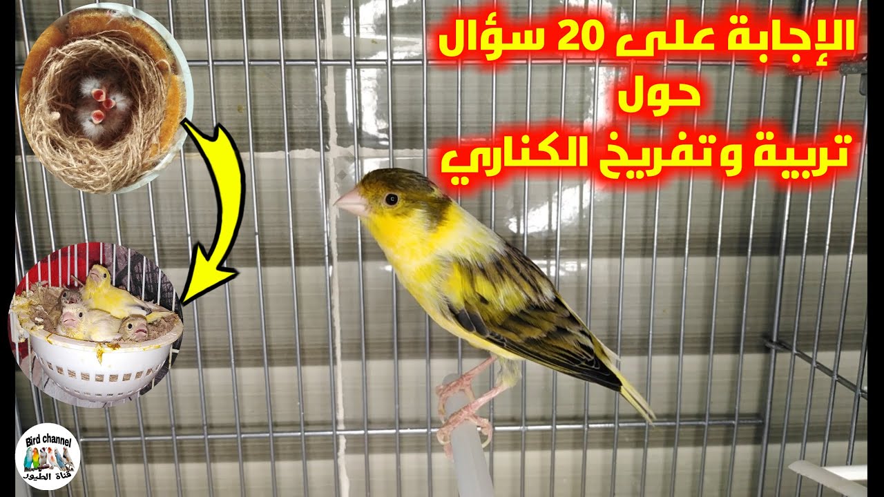 إحترف تربية الكناري في 20 دقيقة