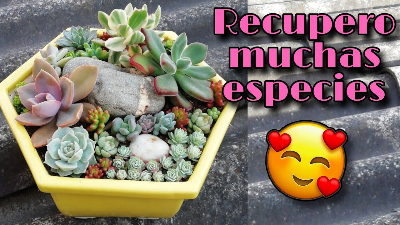 REÚNO SUCULENTAS EN MATERA DE CERÁMICA PARA AHORRAR ESPACIO 🌱👩🏽‍🌾 | Jardines by Angie