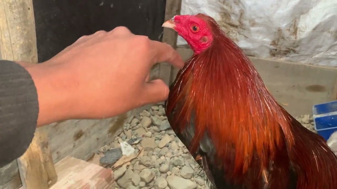 Gallos Finos Perú/gallo entrando a cuido para du segunda presentación 