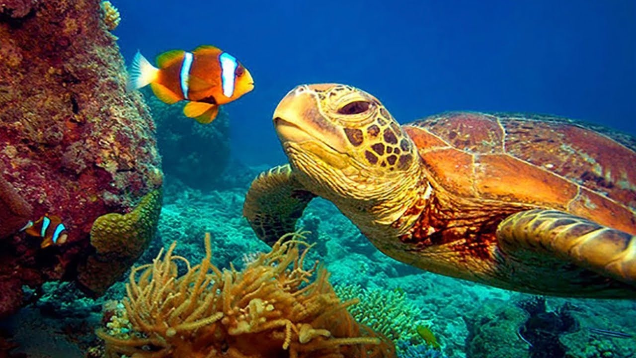 Underwater 4k Video l Deep Relaxation  ocean  film l Colorful Underwater World