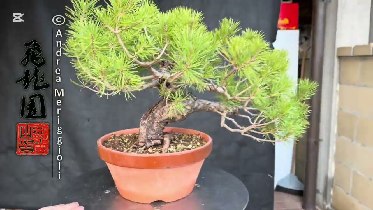 Pinus sylvestris 26-475