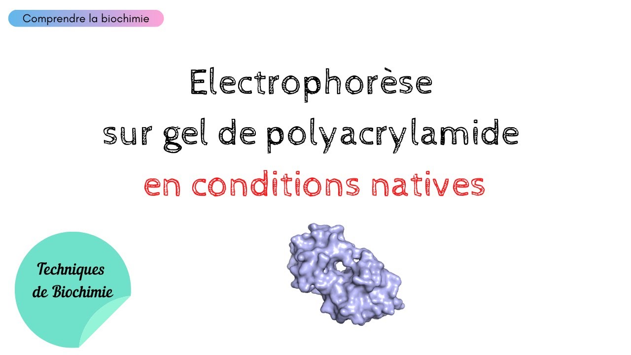 NATIVE PAGE : Electrophor&egrave;se sur gel de polyacrylamide en conditions natives | Biochimie Facile