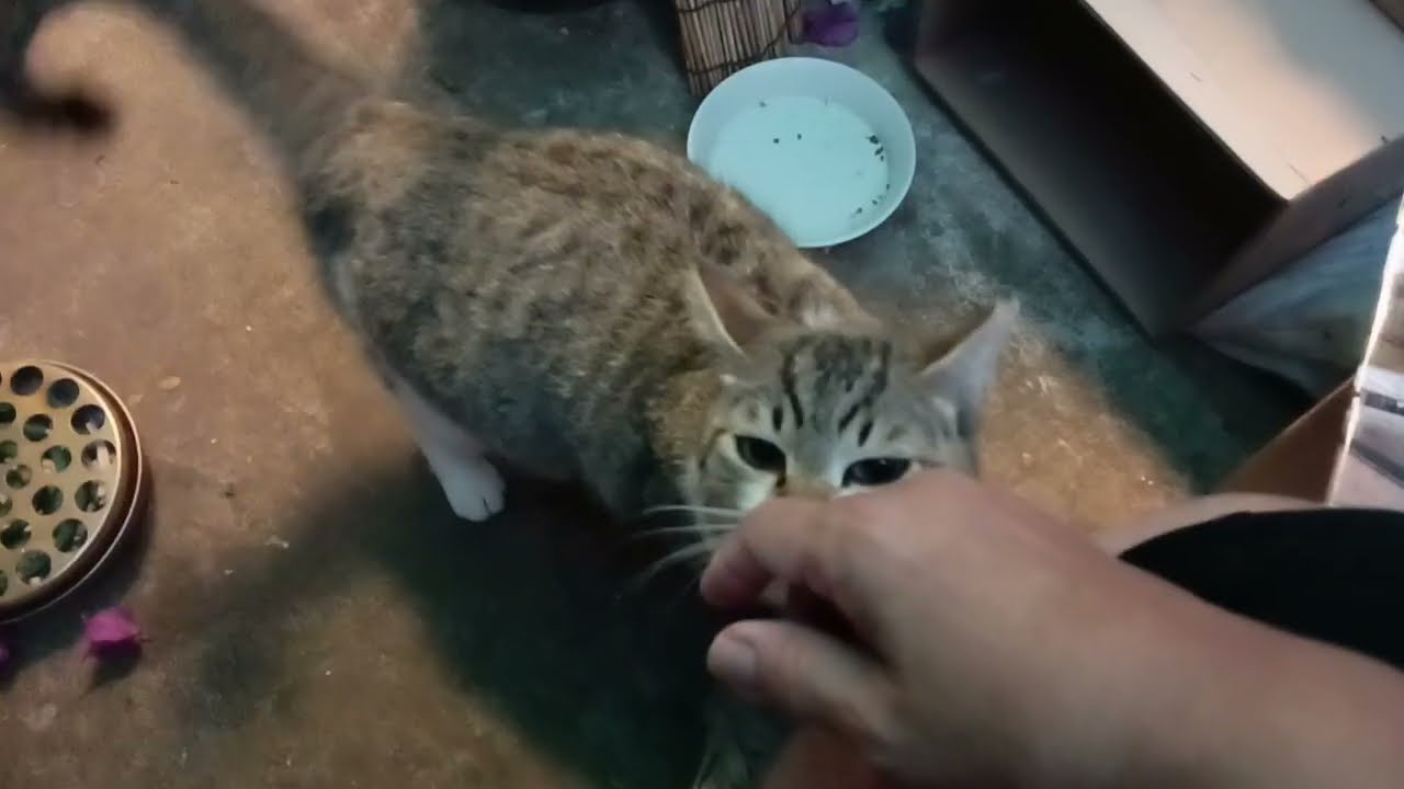 2026年3月12日 夕方6:30pm の猫