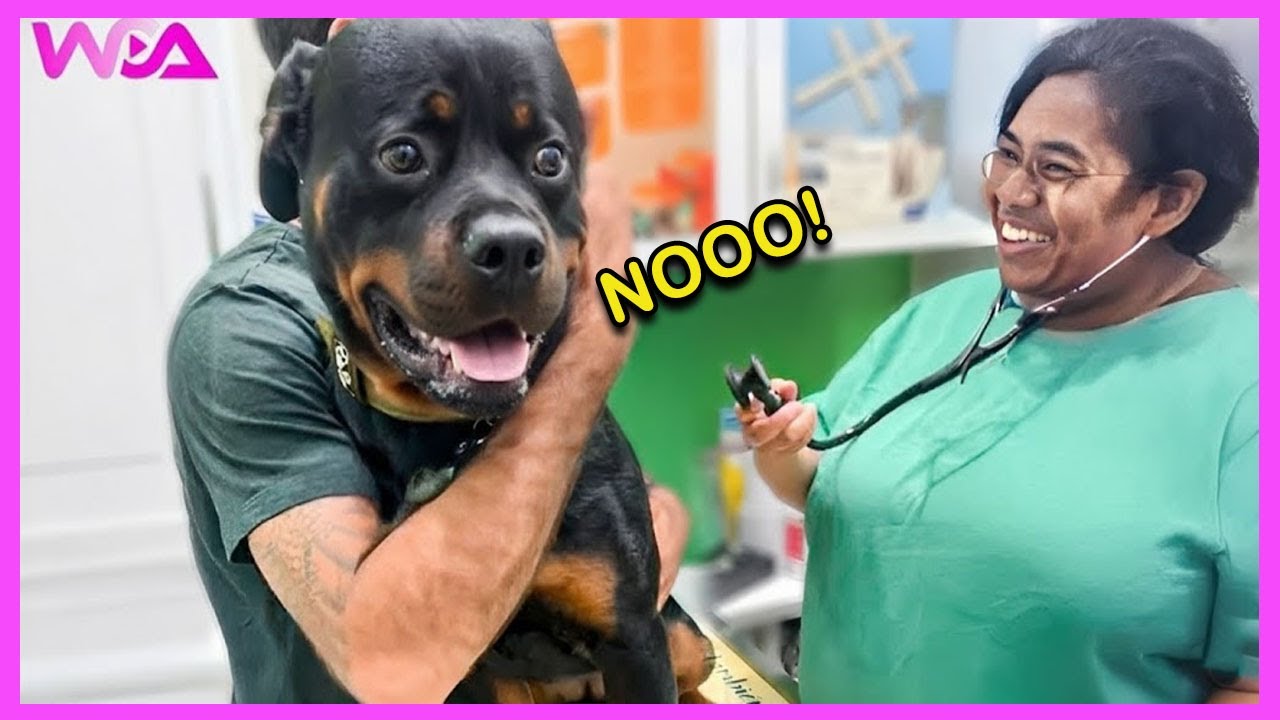 🐶 Храбрые собаки, которые совершенно потеряли контроль у ветеринара! 🤣 Самые забавные реакции собак