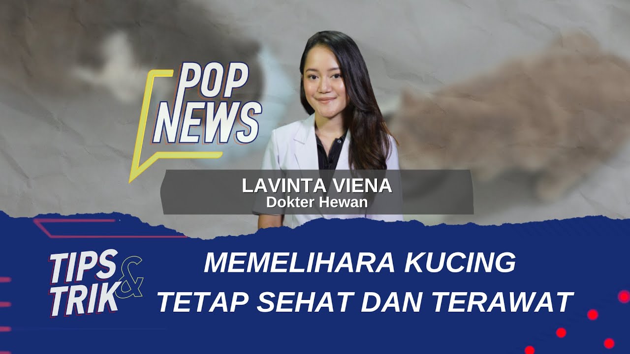 Tips Dan Trik Memelihara Kucing Tetap Sehat Dan Terawat - POP NEWS