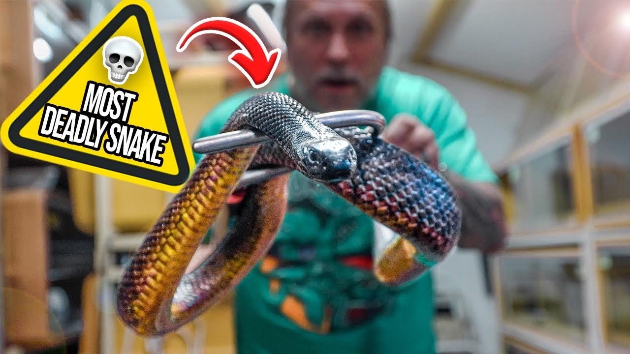 HANDLING THE DEADLIEST LAND SNAKE IN THE WORLD!! | BRIAN BARCZYK