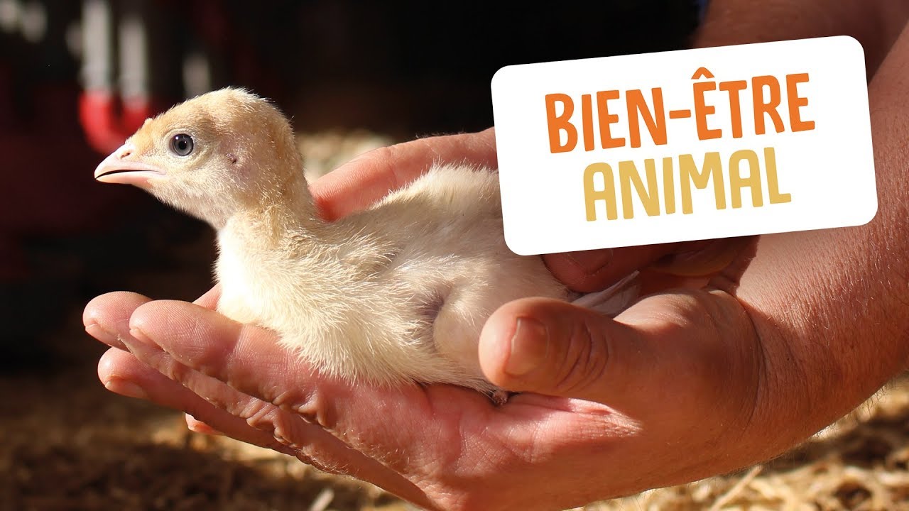 Bien-être animal en élevage avicole