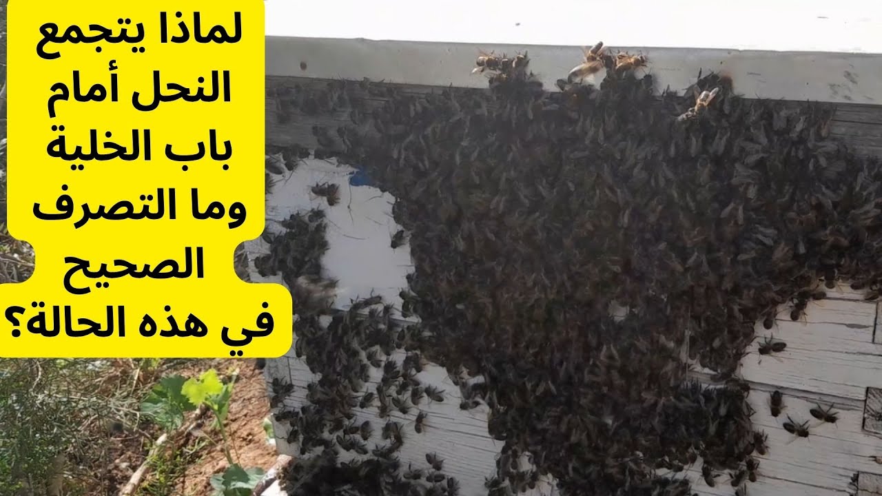 لماذا يتجمع النحل أمام باب الخلية وما التصرف الصحيح في هذه الحالة؟#قناة_الظهرة_الفلاحية