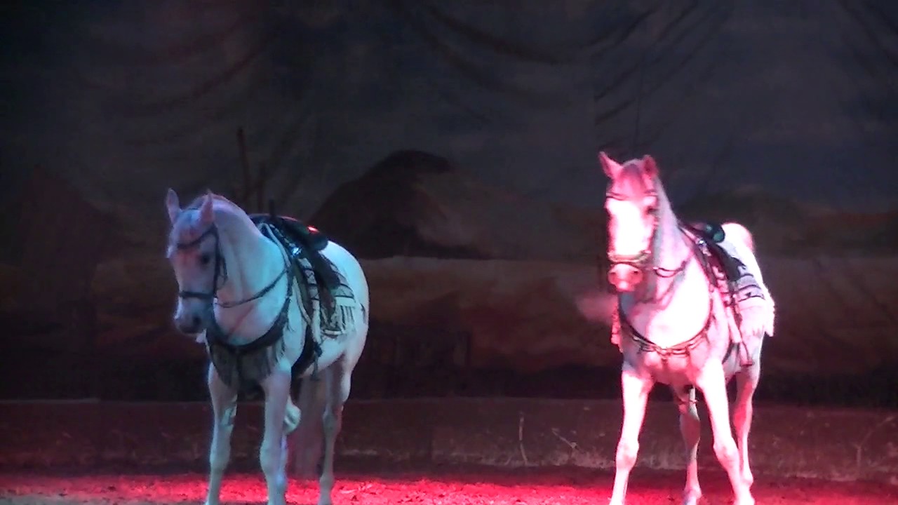 Slagharen paarden show 2017