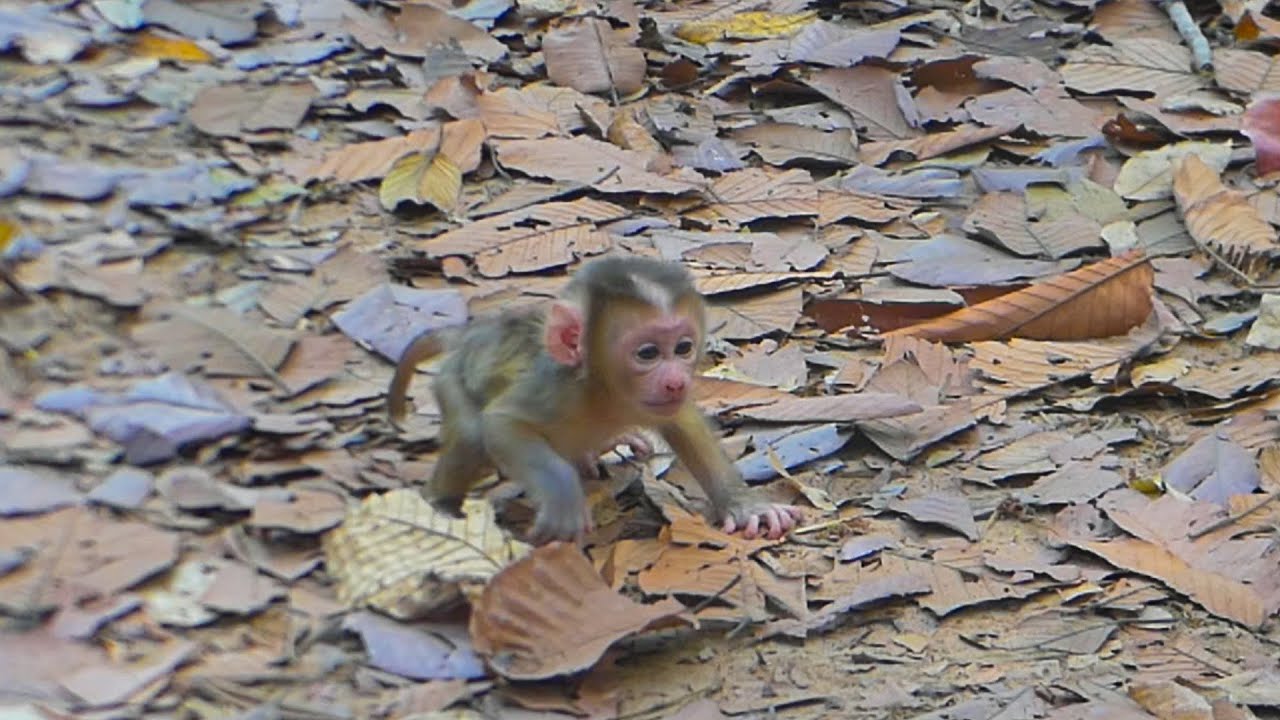 Newborn Lucan is working hard at learning how to walk | Lauy is training him