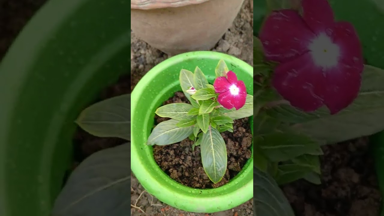 আজ সারাদিন কি কি করলাম সঙ্গে কত ফুল ও ফল গাছে দের সাথে আলাপ।#minivlog#flowers