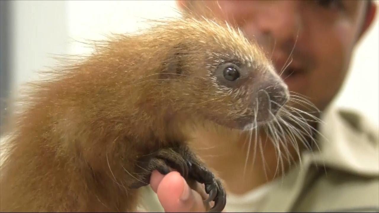 First Baby Porcupine of Its Kind Born at Chicago Zoo