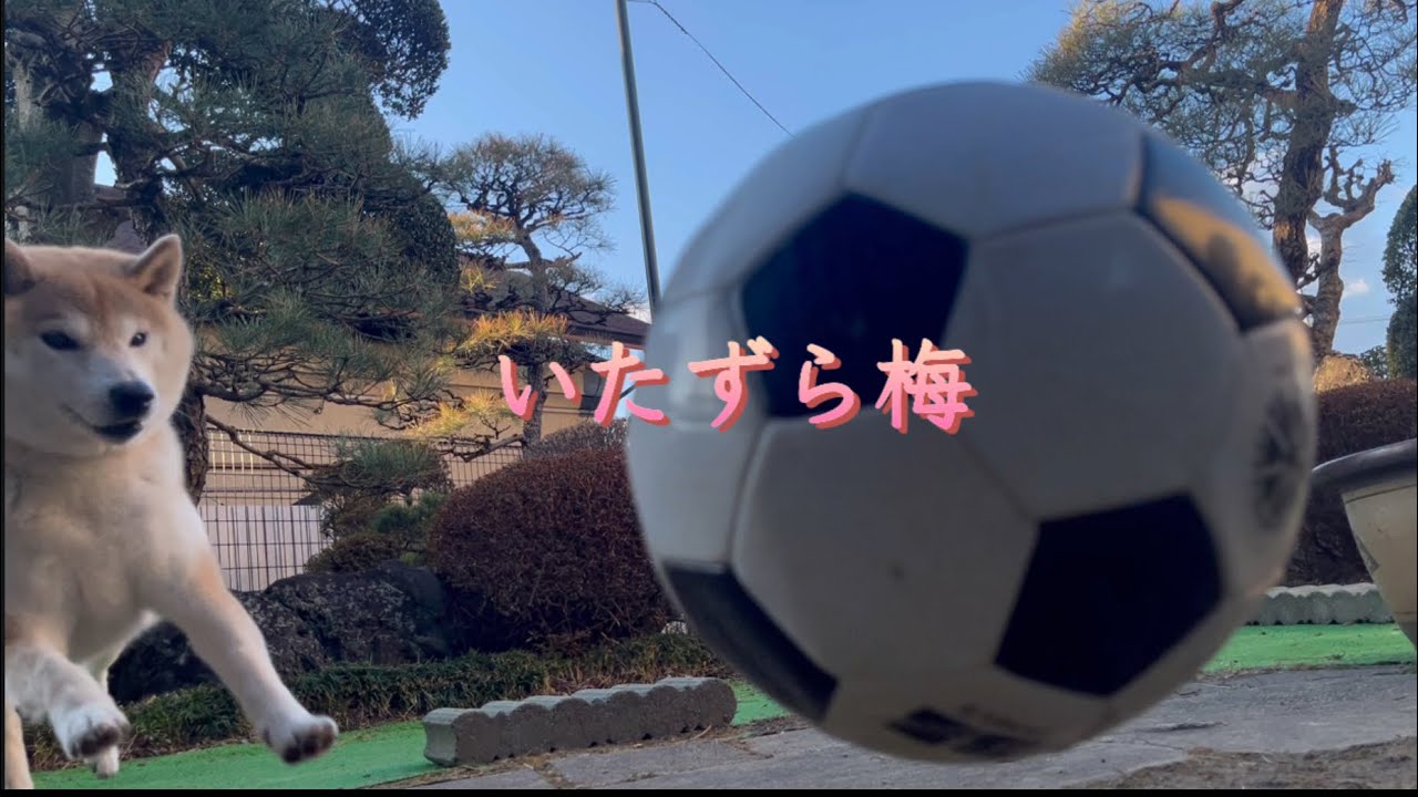 【脱出成功？】隙間に消える柴犬が可愛すぎるｗ