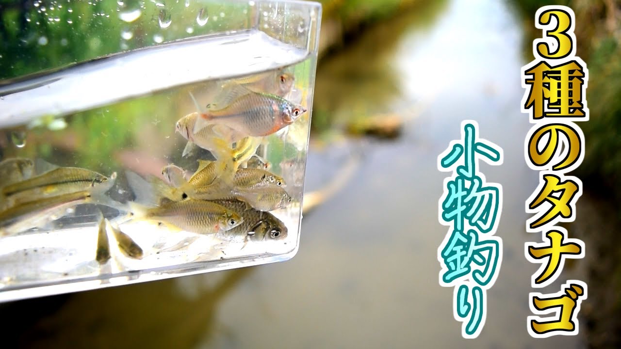 3種のタナゴが釣れる最高の水路が見つかりました！【小物釣り】