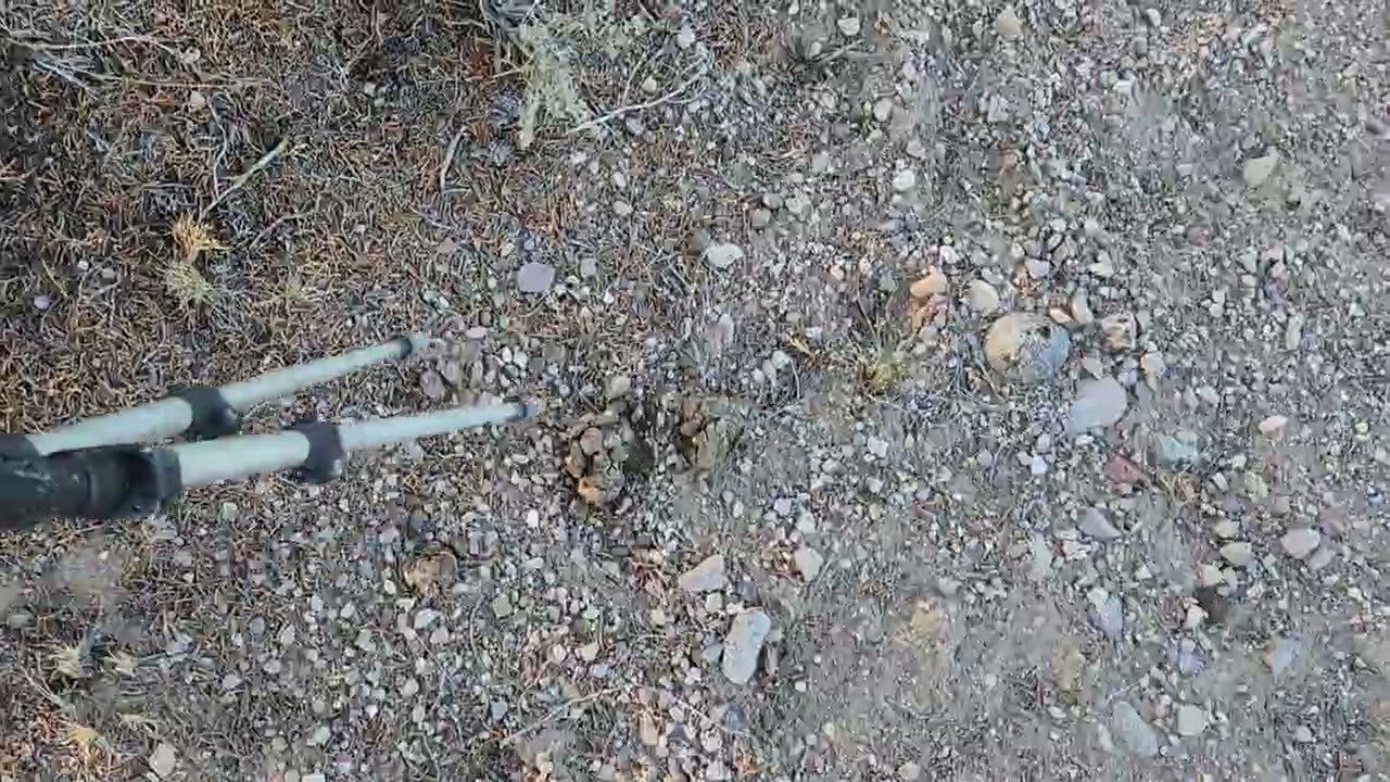 NV elk scouting ○○ old poop , big guy? ♤♡