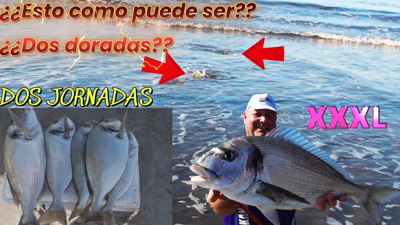 PESCA SURFCASTING DOS JORNADAS DORADA XXXL Y SORPRESA EN LA LINEA