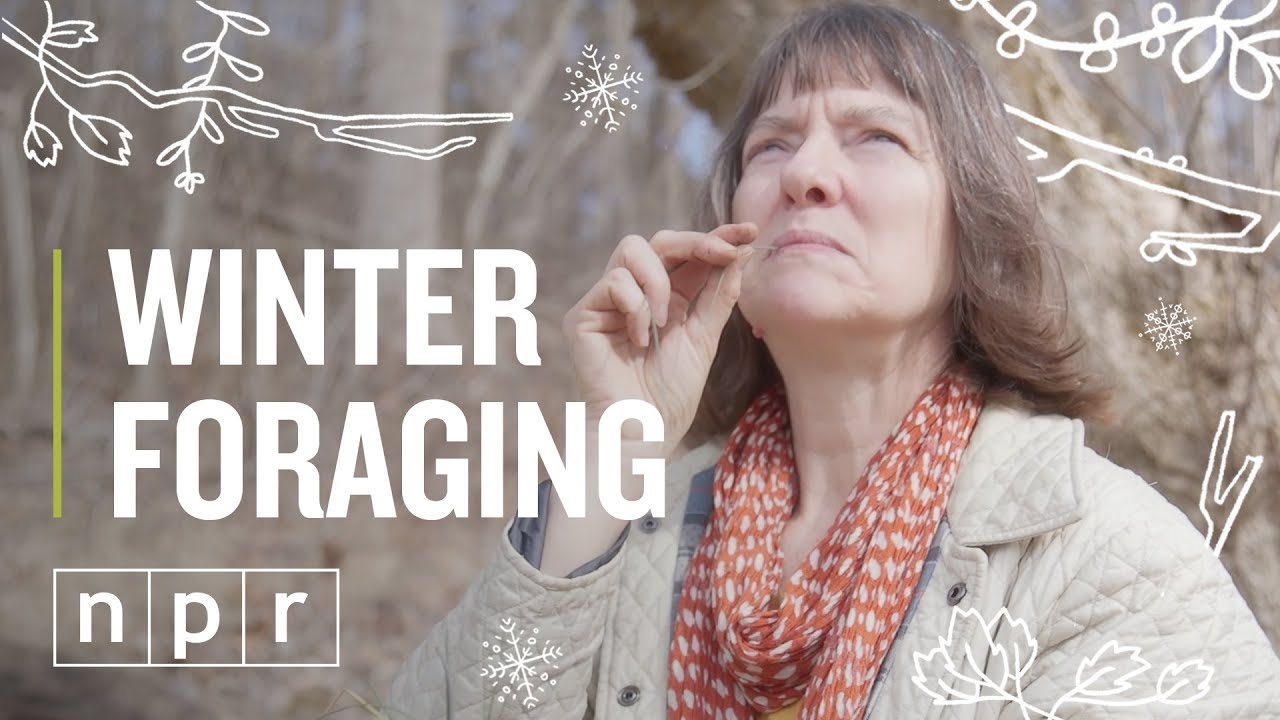 Winter Foraging | The Salt | NPR