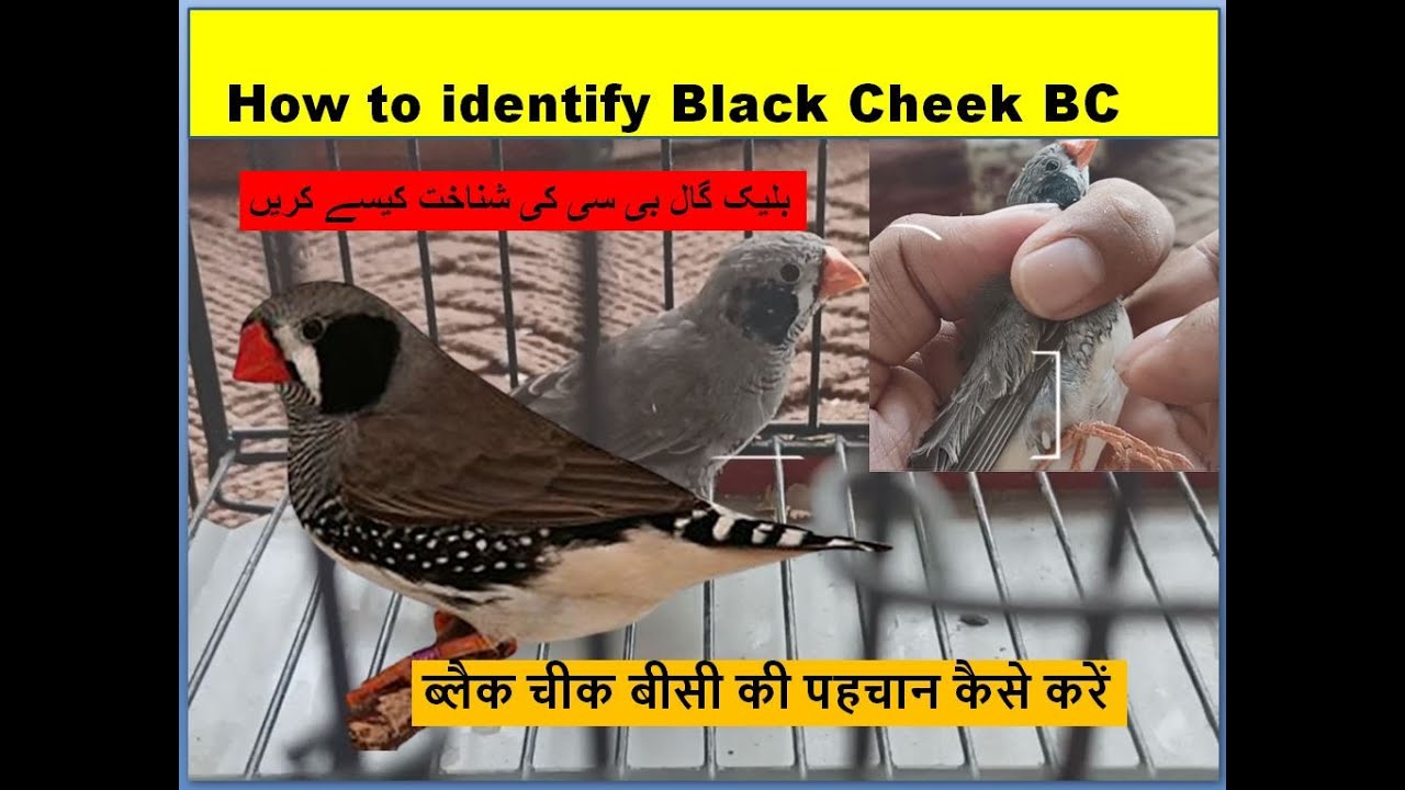 Zebra Mutation Finches How to identify Black Cheek | Birds | Finches | birds breeding | all birds