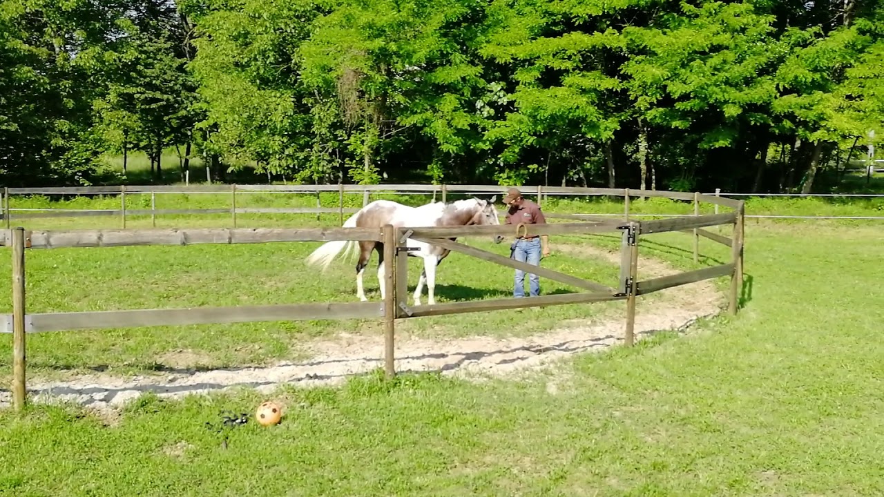 - Lavoro del cavallo in tondino -   Attirare il cavallo verso di noi
