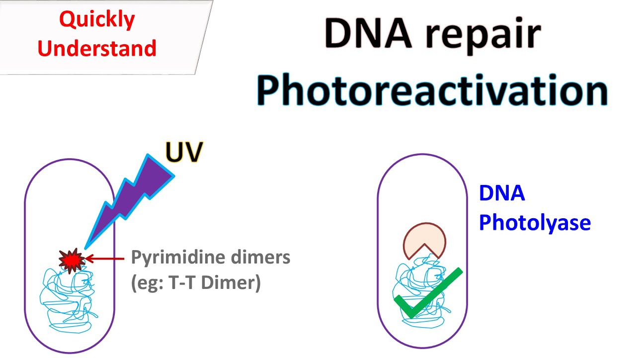 DNA repair Photoreactivation