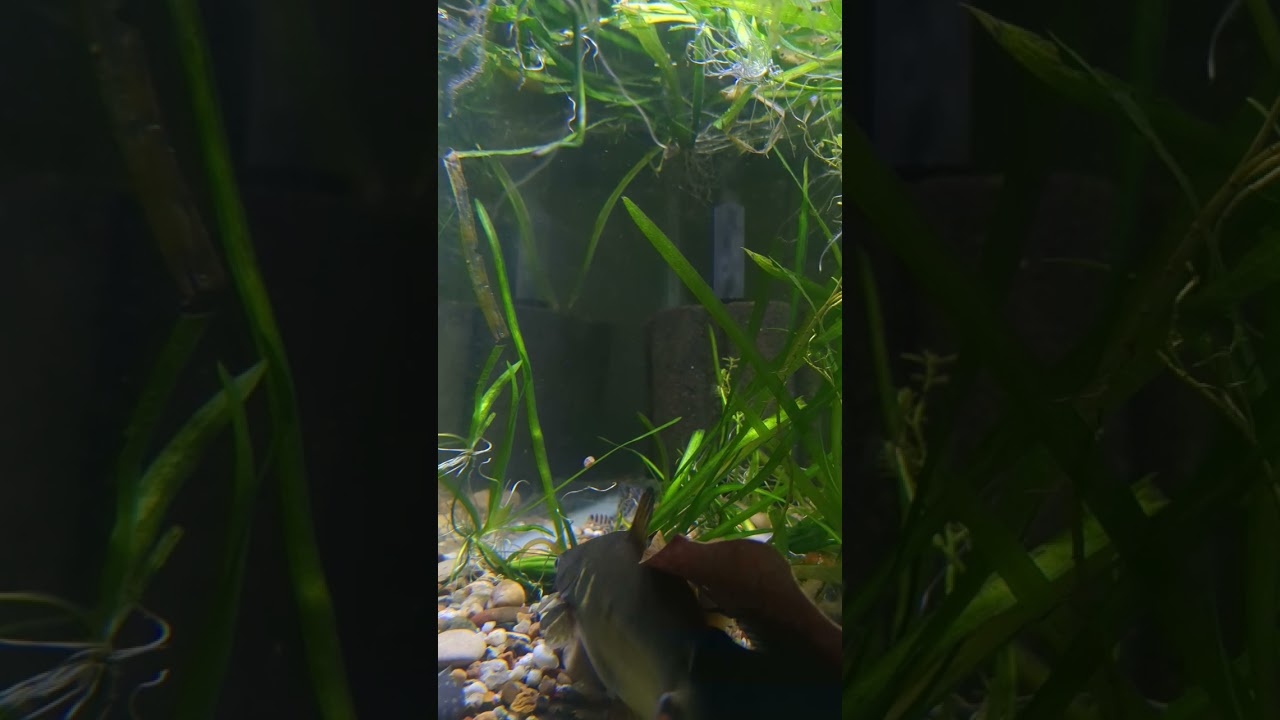 Scaleless Fish and Some Tips on Medications