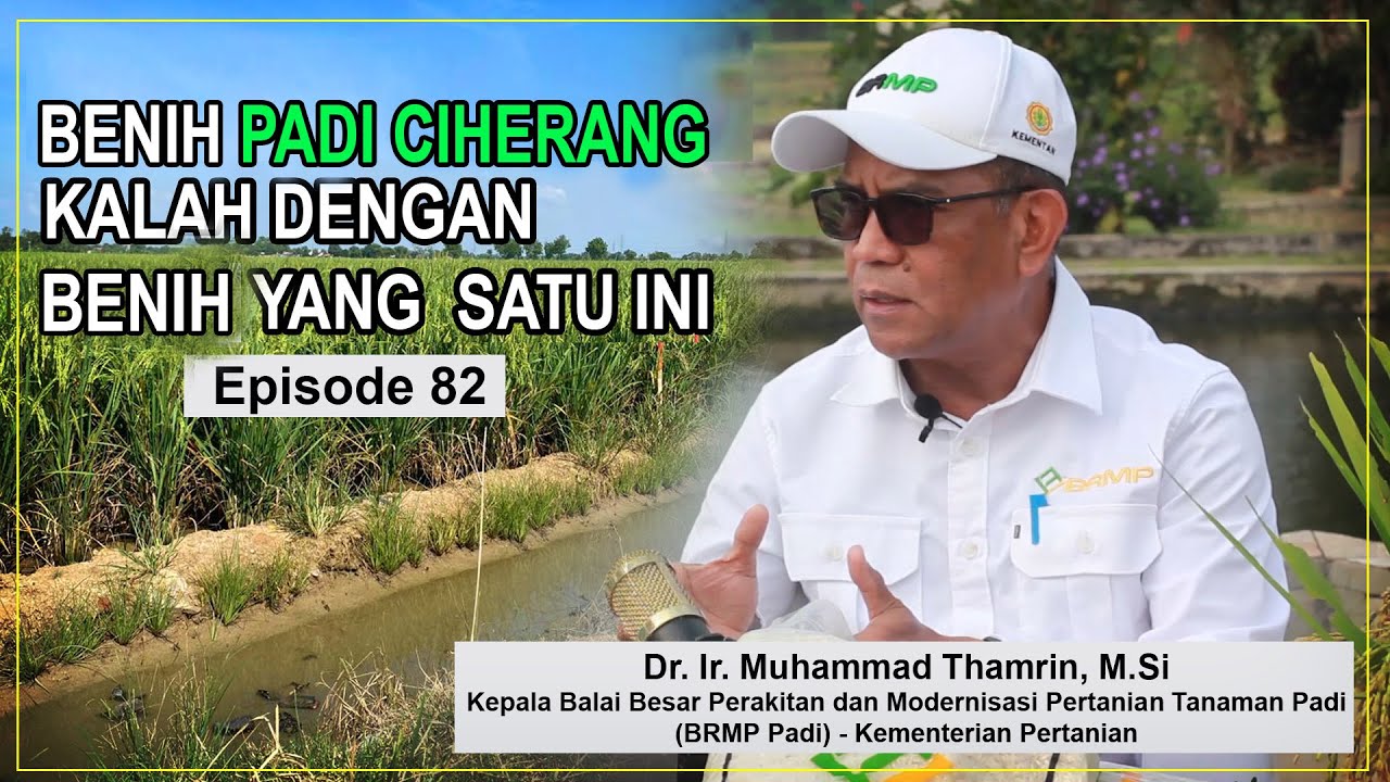 Hampir Semua Varietas Padi Dirakit Disini